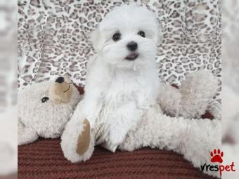 Ράτσα: Μαλτέζ - Maltese | Ηλικία: 2,5 μηνών | Φύλο: Αρσενικό | Αρ. Microchip: 34356342567 | Εκπαιδευμένο | Περιοχή: Αττική